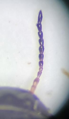 Réf. 336 586 : Graptodytes bilineatus